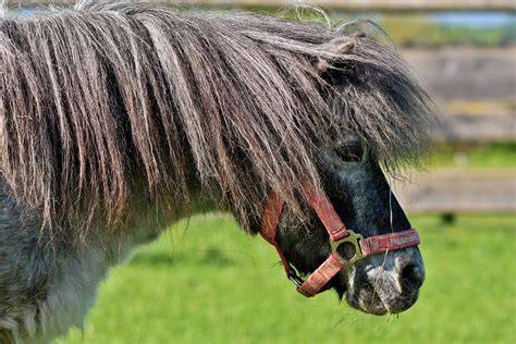 Cheval Frison avec une belle crinière