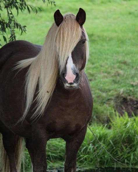 Outils pour le soin de la crinière d'un cheval