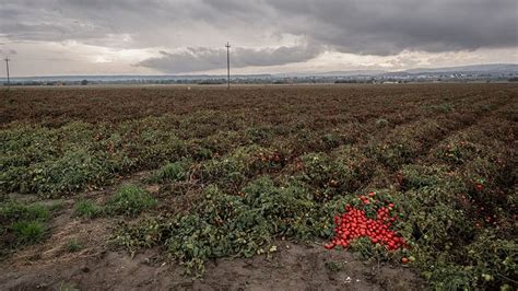 champ de tomates en Gironde