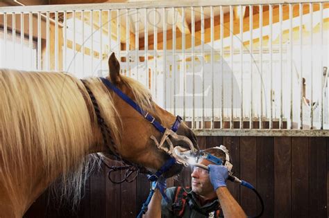 Dentiste équin examinant la bouche d'un cheval