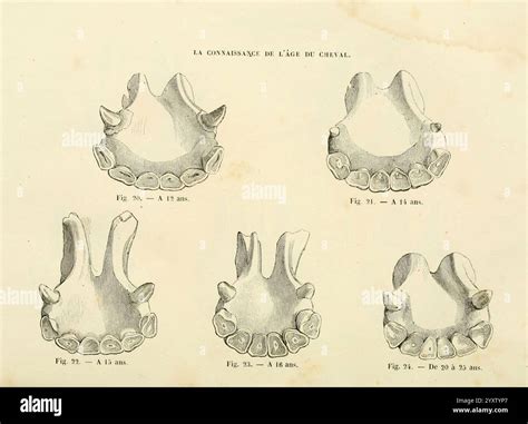 Diagramme illustrant le rassemblé du cheval