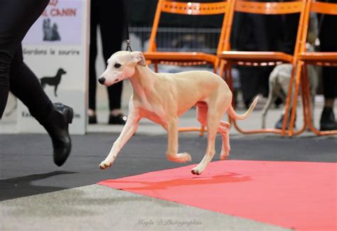 Whippet en exposition