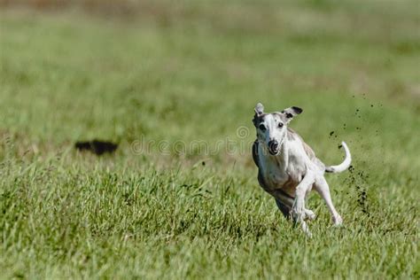 Whippet en mouvement lors d'un jugement