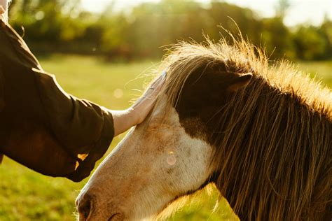 Personne caressant un cheval