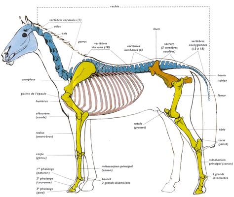 Schéma anatomique du cheval indiquant les zones protégées par la chemise anti-mouches